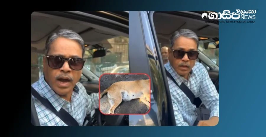 indian-media-portal-captures-video-of-driver-who-justifies-killing-of-dog indian-media-portal-captures-video-of-driver-who-justifies-killing-of-dog