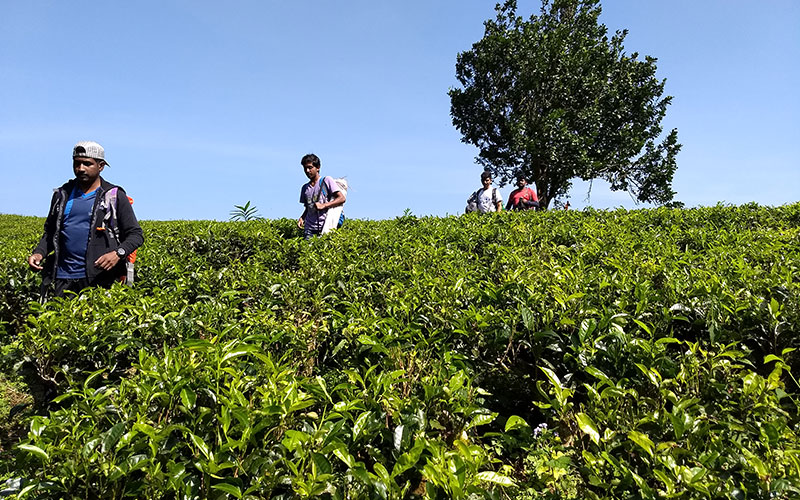 Trip to pettigala