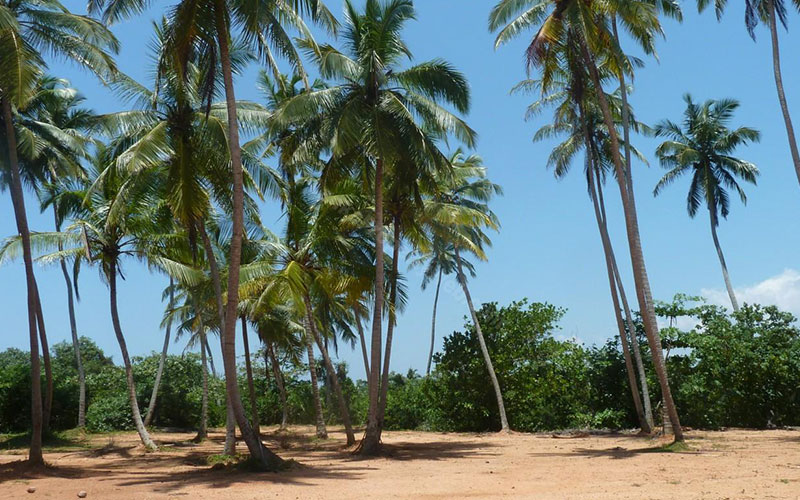 Jaffna by rail from Matara