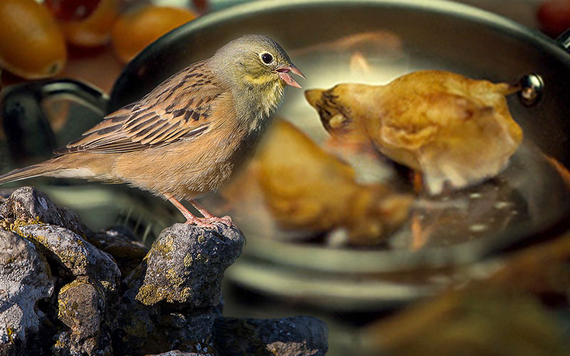 Banned food around the world