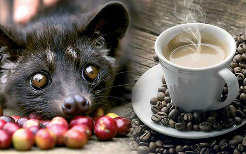 Most Expensive Coffee Around the Globe
