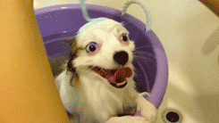how to get a proper shower