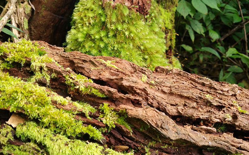 how to keep the environmental beauty