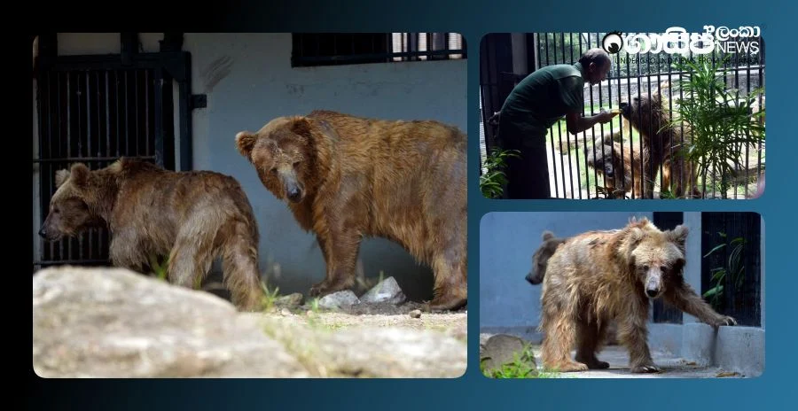 crowds-at-dehiwala-zoo-to-see-himalayan-brown-bears-brought-from-uae crowds-at-dehiwala-zoo-to-see-himalayan-brown-bears-brought-from-uae