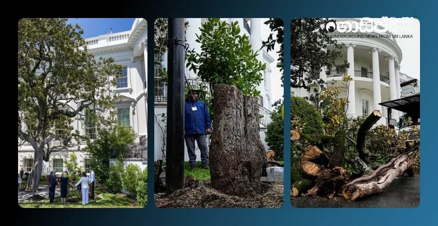 there-is-a-controversy-over-the-cutting-down-of-a-200-year-old-tree-in-the-white-house-garden there-is-a-controversy-over-the-cutting-down-of-a-200-year-old-tree-in-the-white-house-garden