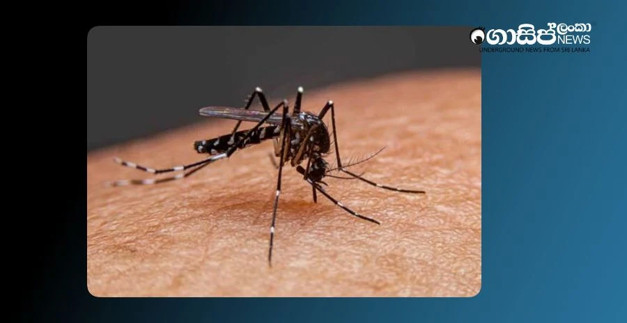 Risk of Chikungunya disease spreading with rain Risk of Chikungunya disease spreading with rain