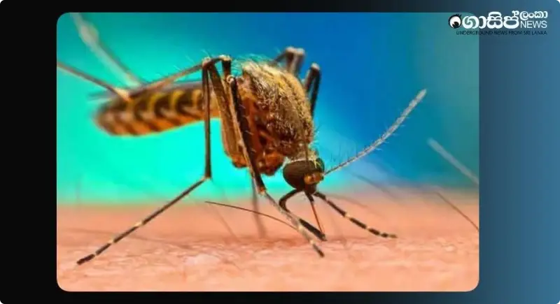 Dengue situation in Ratnapura is at risk - 147 patients infected in hospital Dengue situation in Ratnapura is at risk - 147 patients infected in hospital
