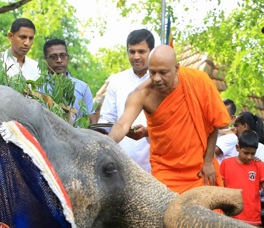 සාම්ප්‍රදායිකව අලින්ට හිස තෙල් ගැල්වීම රජ සමයේ සිට පැවතෙන චාරිත්‍රයකි.