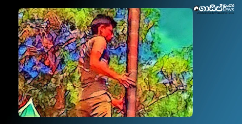 A school student died in an accident while preparing the grease tree for the New Year festival in Elpitiya. A school student died in an accident while preparing the grease tree for the New Year festival in Elpitiya.