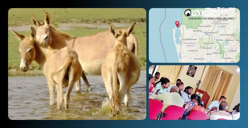 A Sri Lankan entrepreneur plans to start a donkey milk industry in Kalpitiya A Sri Lankan entrepreneur plans to start a donkey milk industry in Kalpitiya