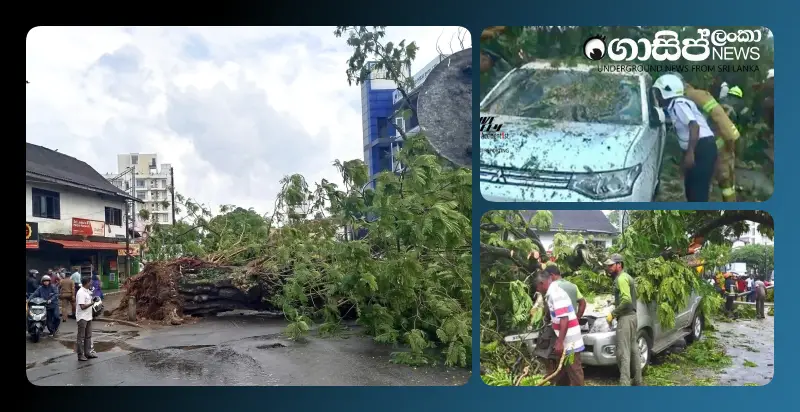 a-tree-fell-and-damaged-seven-vehicles-at-the-cemetery-roundabout-photos a-tree-fell-and-damaged-seven-vehicles-at-the-cemetery-roundabout-photos