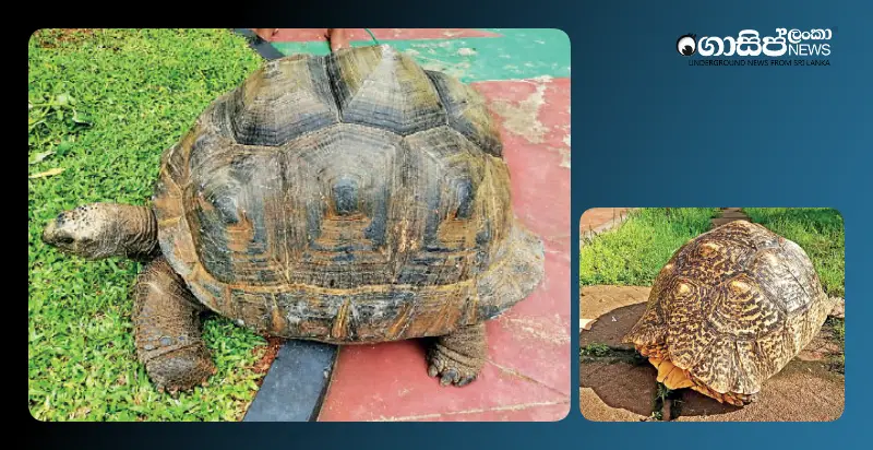 investigations-into-turtles-suspected-of-having-arrived-in-sri-lanka-by-sea-from-seychelles investigations-into-turtles-suspected-of-having-arrived-in-sri-lanka-by-sea-from-seychelles
