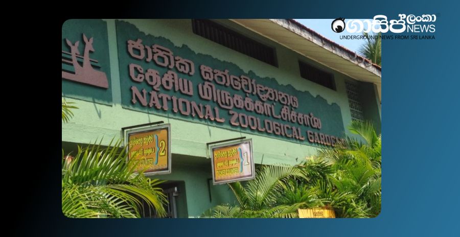 zooDehiwala Zoo's 153-year-old giant tortoise to attend New Year's oil-rubbed head ceremony Dehiwala Zoo's 153-year-old giant tortoise to attend New Year's oil-rubbed head ceremony