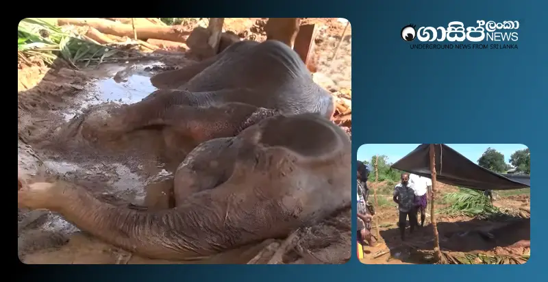 a-difficult-battle-to-save-the-life-of-an-elephant-trapped-in-a-mud-pit-in-matale a-difficult-battle-to-save-the-life-of-an-elephant-trapped-in-a-mud-pit-in-matale
