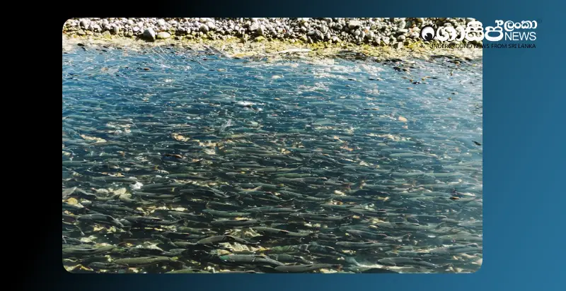 18-million-fish-fry-released-into-freshwater-reservoirs 18-million-fish-fry-released-into-freshwater-reservoirs