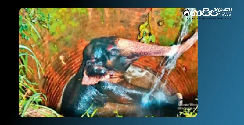 wild-elephant-that-fell-into-a-well-in-the-garden-is-rescued-after-a-6-hour-effort wild-elephant-that-fell-into-a-well-in-the-garden-is-rescued-after-a-6-hour-effort
