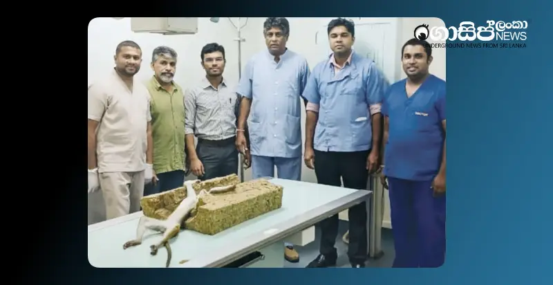 innovative-treatment-method-to-control-the-mosquito-population-insertion-of-snares-into-mosquito-larvae-begins innovative-treatment-method-to-control-the-mosquito-population-insertion-of-snares-into-mosquito-larvae-begins