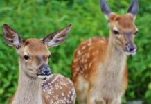 015. ඛරාදිය ජාතකය