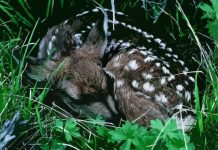 016. තිපල්ලත්ථමිග ජාතකය