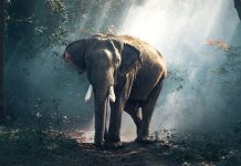 026. මහිලාමුඛ ජාතකය