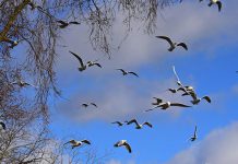 036. සකුණ ජාතකය