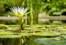 025. තිත්ථ ජාතකය