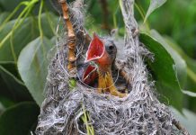 035. වට්ටක ජාතකය