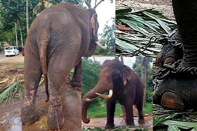 1761385905-elephant_L.jpg
