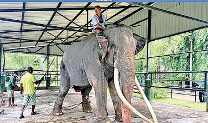 Muthuraja.jpg