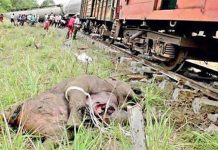 වන අලි ගැටීම පාලනයට සාධනීය විසඳුමක් නෑ