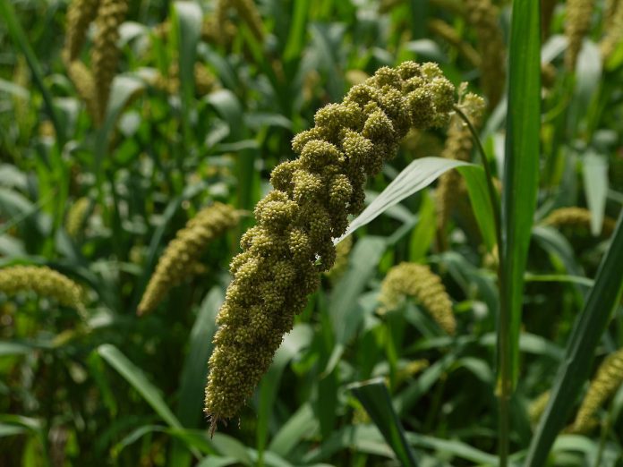 1200px-Japanese_Foxtail_millet_02.jpg