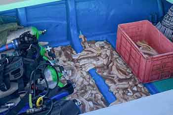 මුහුදු කූඩැල්ලන් ඇල්ලූ දහයක් නාවික හමුදා අත්අඩංගුවට