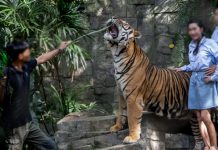 තායිලන්තයේ Tiger Kingdom උද්යානයේ ව්යාඝ්රයින් 72ක් හදිසියේ මියයයි