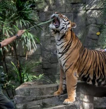 තායිලන්තයේ Tiger Kingdom උද්යානයේ ව්යාඝ්රයින් 72ක් හදිසියේ මියයයි