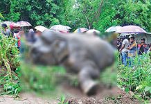 වසරේ මේ දක්වා කාලය තුළ වනඅලි මරණ 44ක්