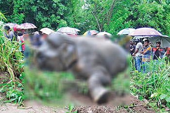 වසරේ මේ දක්වා කාලය තුළ වනඅලි මරණ 44ක්