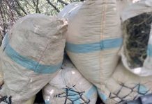 කෝටියකට වැඩි ගංජා තොගයක් රක්ෂිතයකින් හමුවෙයි