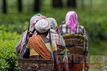 වතුකම්කරුවන්ගේ දෛනික පැමිණීමේ දීමනාවට නෛතික පසුබිමක් සකසන ලෙසට උපදෙස්