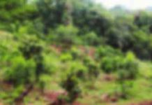 මල් අස්නාගල රක්ෂිතයේ කොටසකට හානි කළ සැකකරුවන්ට නීතිමය පියවර