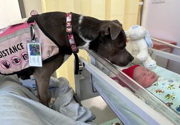 දරු ප්රසූතියේදී පවා තම අසනීප ස්වාමි දියණියට උපකාර කළ බලු සුරතලා