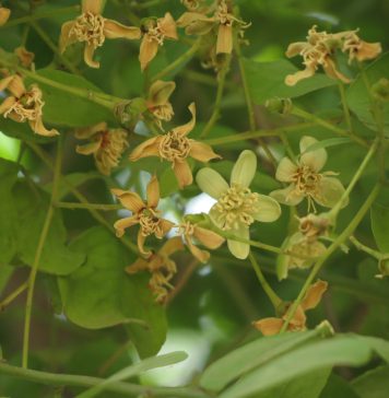 ලස්සන වෙන්න බොමු බෙලි මල්