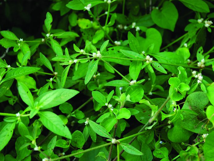 Alternanthera-sessilis.jpg