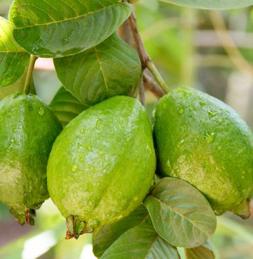 සුවෙන් සිටින්න රස පේර