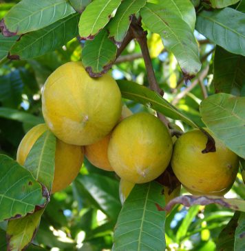 අමතක නොකල යුතුම පලතුරක් – ලාවලු