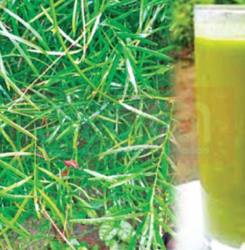 ලිංගික ශක්තිය සහ බුද්ධිය වැඩි කරන හාතාවාරිය කැඳ