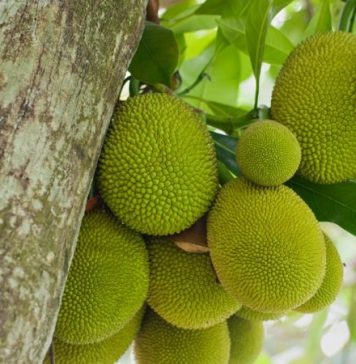 බත්ගස ලබාදෙන මහඟු තිළිණ ගැන ඔබ දැනුවත්ද?