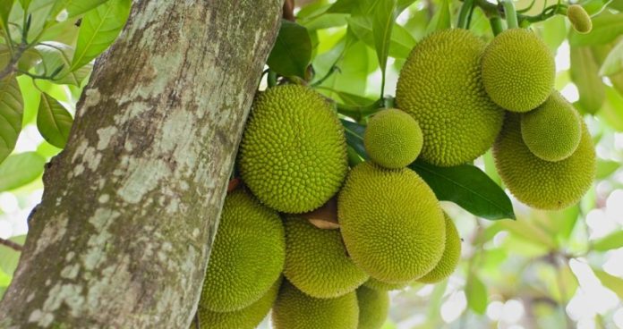 jackfruit.jpg