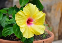 වද මල් වලින් සුන්දර කෙස් කළඹක්