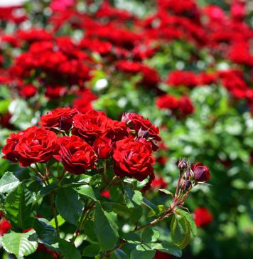 ලස්සන රෝස මල් ගැන ඔබ නොදත් කතා