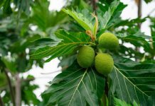 රසවත් දෙල් මැල්ලුමක් හදමු..